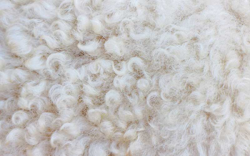 Is wool an anti-allergen?