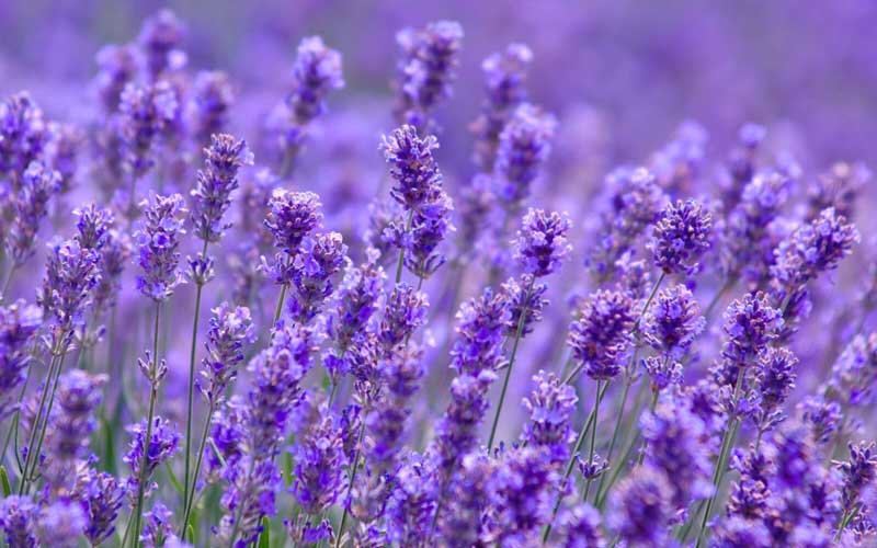 Does lavender help you sleep?